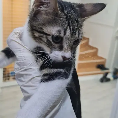 Hepsi Patime Cat's Hotel misafiri