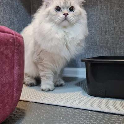 Hepsi Patime Cat's Hotel misafiri