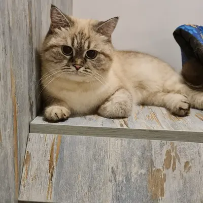 Hepsi Patime Cat's Hotel misafiri
