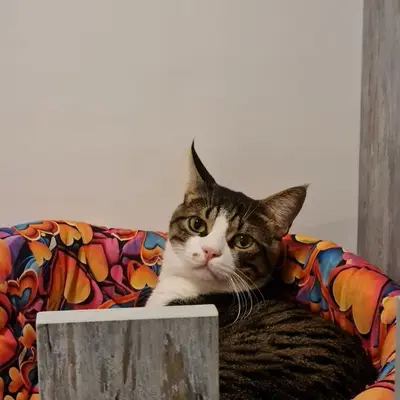 Hepsi Patime Cat's Hotel misafiri