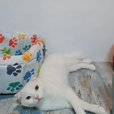 Hepsi Patime Cat's Hotel misafiri