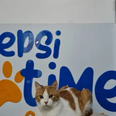 Hepsi Patime Cat's Hotel misafiri