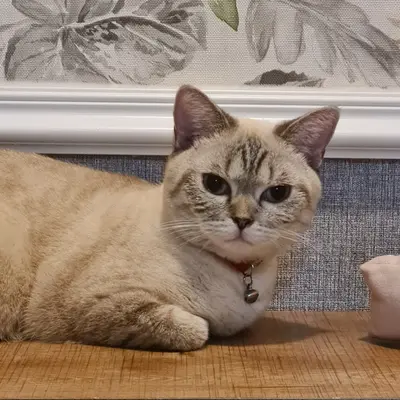 Hepsi Patime Cat's Hotel misafiri