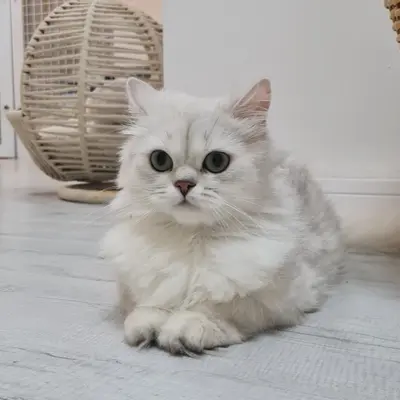 Hepsi Patime Cat's Hotel misafiri