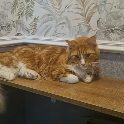 Hepsi Patime Cat's Hotel misafiri