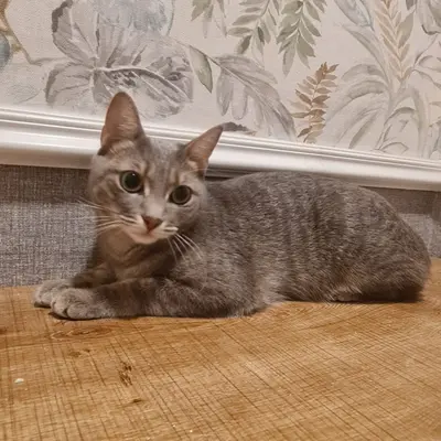 Hepsi Patime Cat's Hotel misafiri