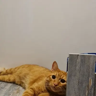 Hepsi Patime Cat's Hotel misafiri