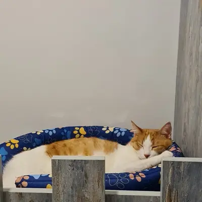 Hepsi Patime Cat's Hotel misafiri