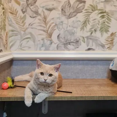 Hepsi Patime Cat's Hotel misafiri
