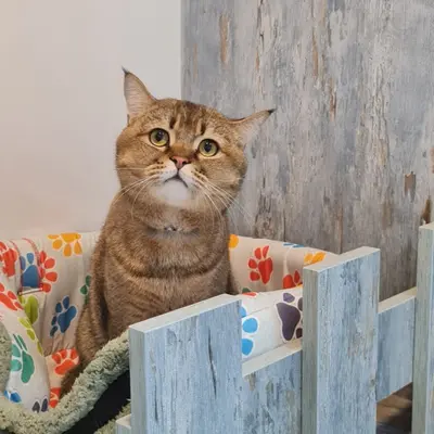 Hepsi Patime Cat's Hotel misafiri
