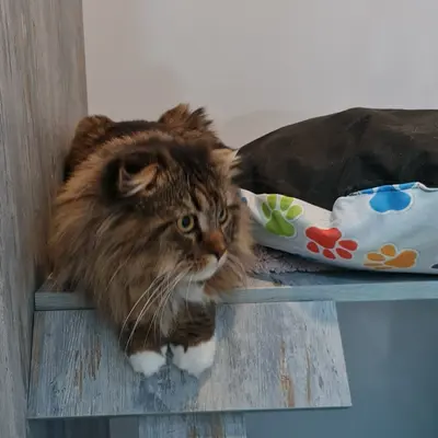 Hepsi Patime Cat's Hotel misafiri