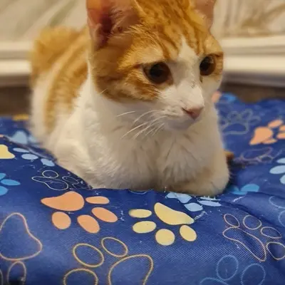 Hepsi Patime Cat's Hotel misafiri