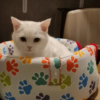 Hepsi Patime Cat's Hotel misafiri