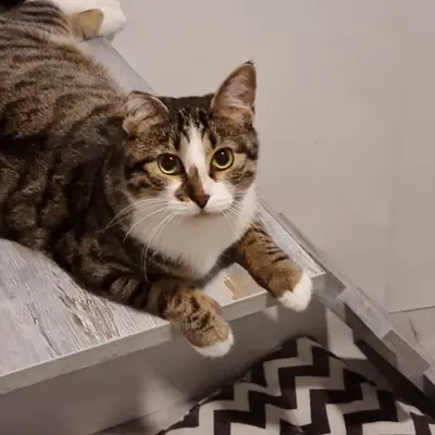 Hepsi Patime Cat's Hotel misafiri