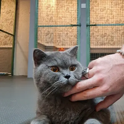 Hepsi Patime Cat's Hotel misafiri