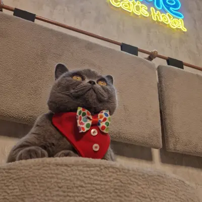 Hepsi Patime Cat's Hotel misafiri