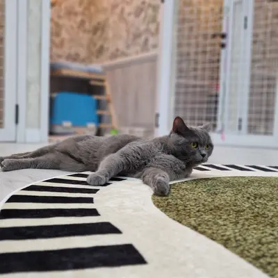 Hepsi Patime Cat's Hotel misafiri
