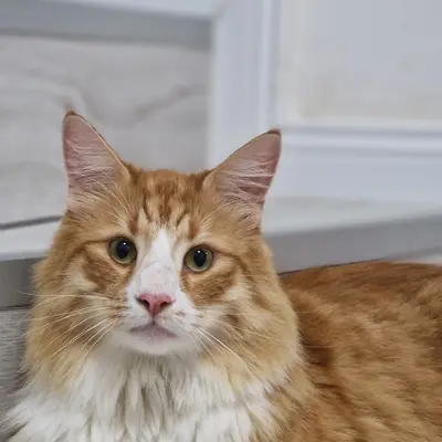 Hepsi Patime Cat's Hotel misafiri