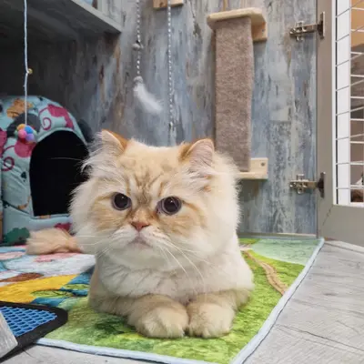 Hepsi Patime Cat's Hotel misafiri