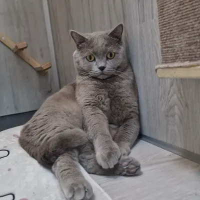 Hepsi Patime Cat's Hotel misafiri
