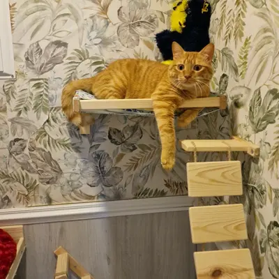 Hepsi Patime Cat's Hotel misafiri