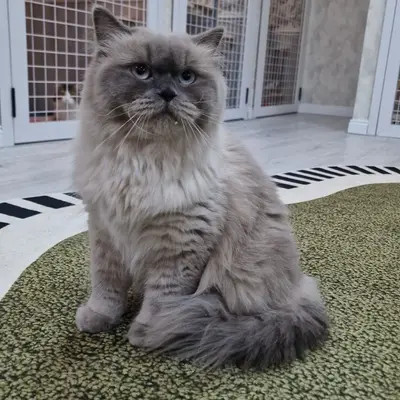 Hepsi Patime Cat's Hotel misafiri