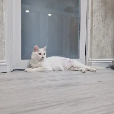 Hepsi Patime Cat's Hotel misafiri