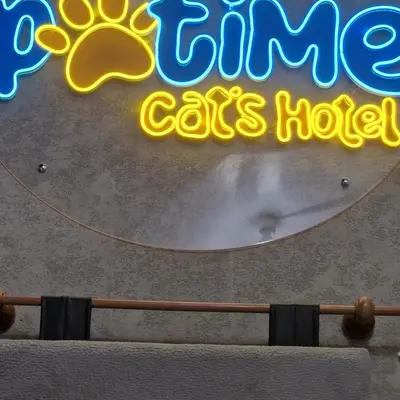 Hepsi Patime Cat's Hotel misafiri