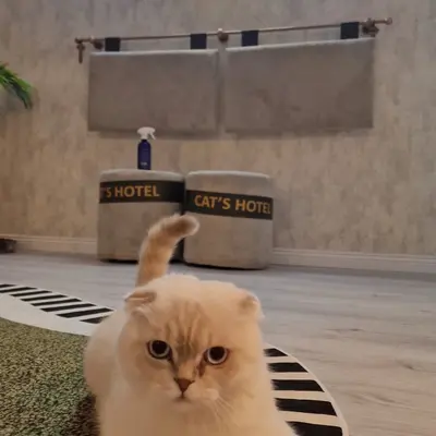 Hepsi Patime Cat's Hotel misafiri