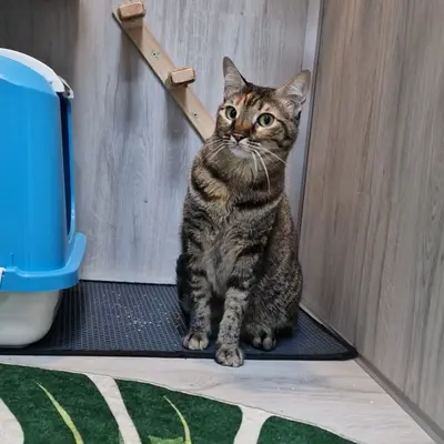 Hepsi Patime Cat's Hotel misafiri