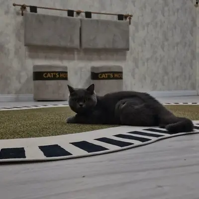 Hepsi Patime Cat's Hotel misafiri