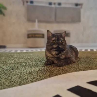 Hepsi Patime Cat's Hotel misafiri