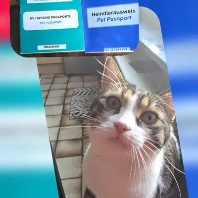 Hepsi Patime Cat's Hotel misafiri
