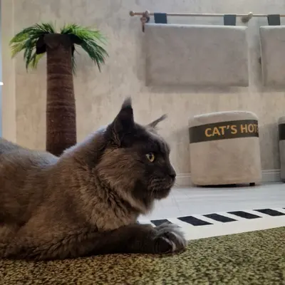 Hepsi Patime Cat's Hotel misafiri