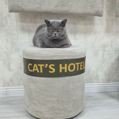 Hepsi Patime Cat's Hotel misafiri