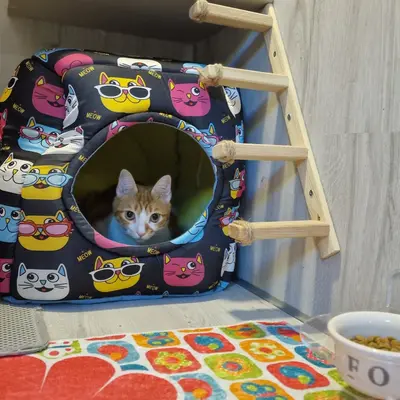 Hepsi Patime Cat's Hotel misafiri