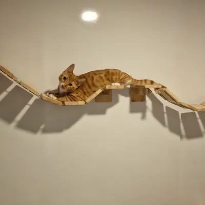 Hepsi Patime Cat's Hotel misafiri