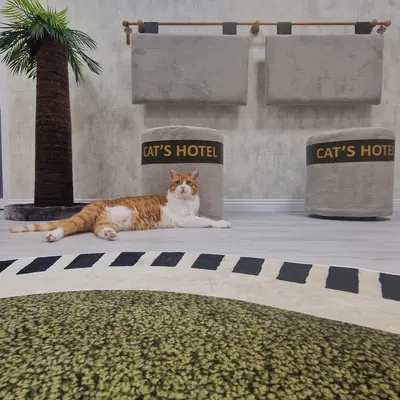 Hepsi Patime Cat's Hotel misafiri