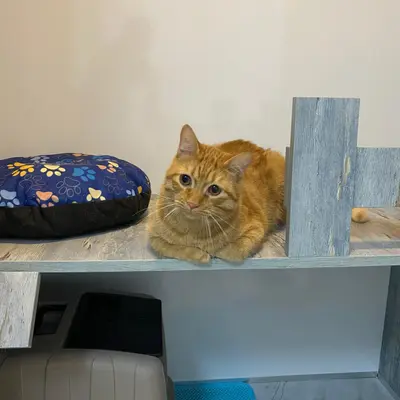 Hepsi Patime Cat's Hotel misafiri