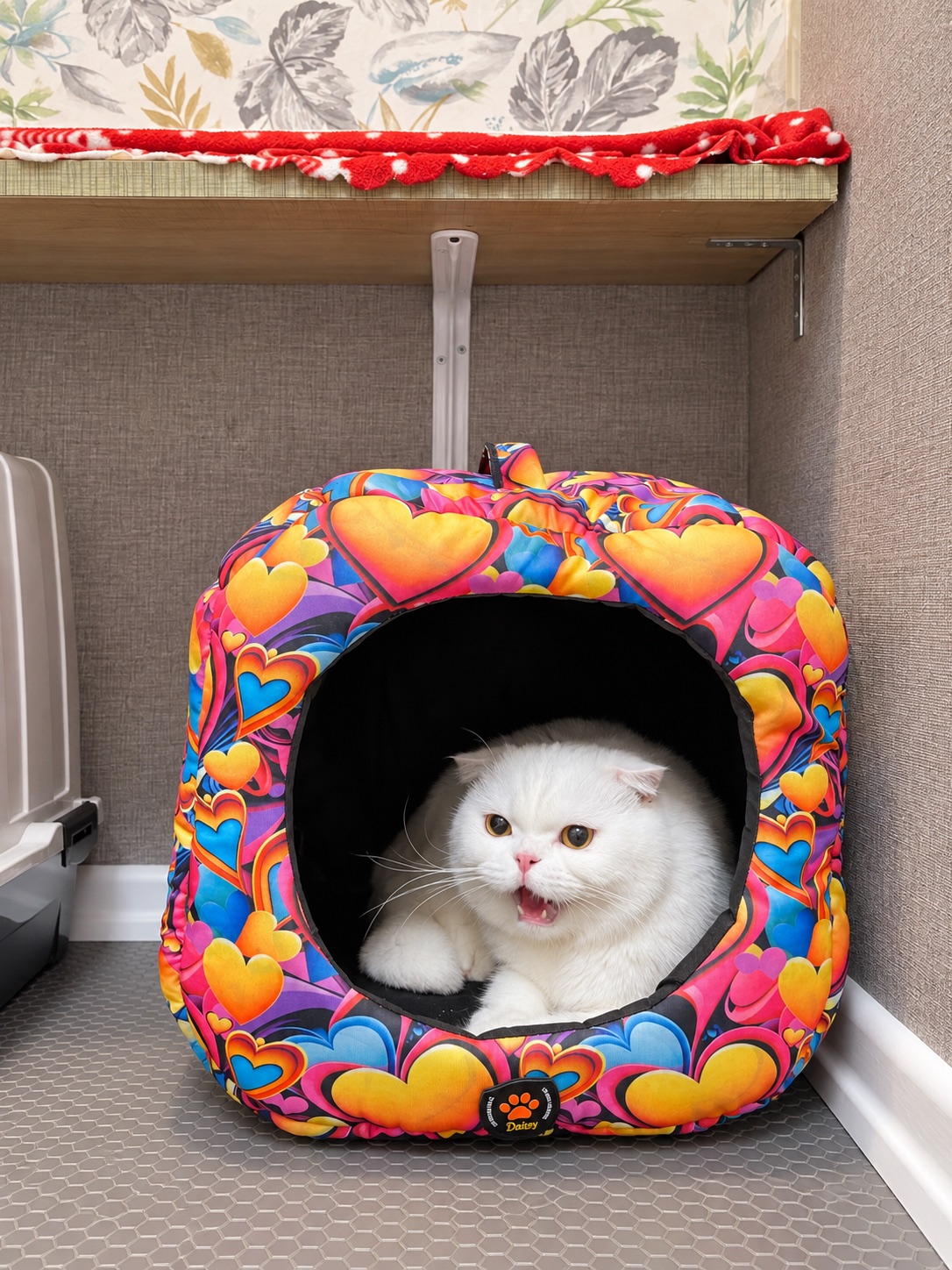 Adaptasyon Odası — Hepsi Patime Cat's Hotel