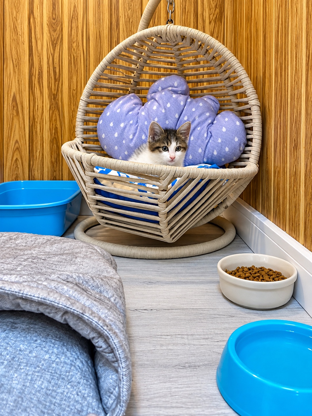 Yavru Kedi Odası — Hepsi Patime Cat's Hotel